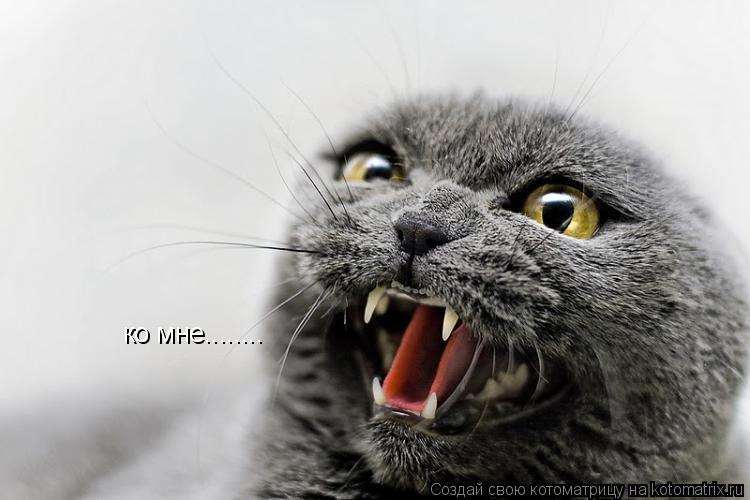ко мне........... Котоматрица: ко мне........