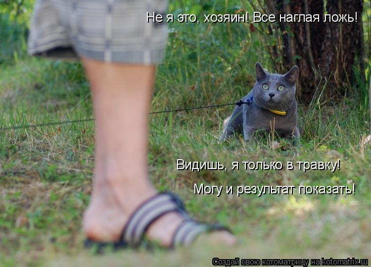 Котоматрица: Не я это, хозяин! Все наглая ложь!  Видишь, я только в травку! Могу и результат показать!
