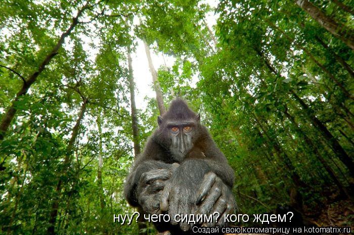 Котоматрица: нуу? чего сидим? кого ждем?