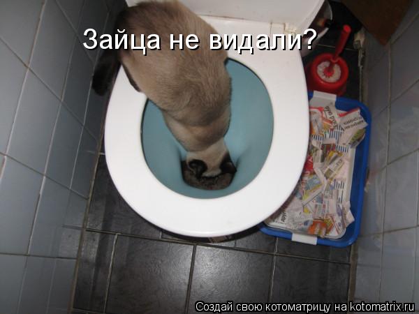 Котоматрица: Зайца не видали?