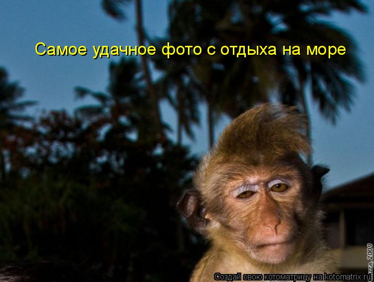 Котоматрица: Самое удачное фото с отдыха на море