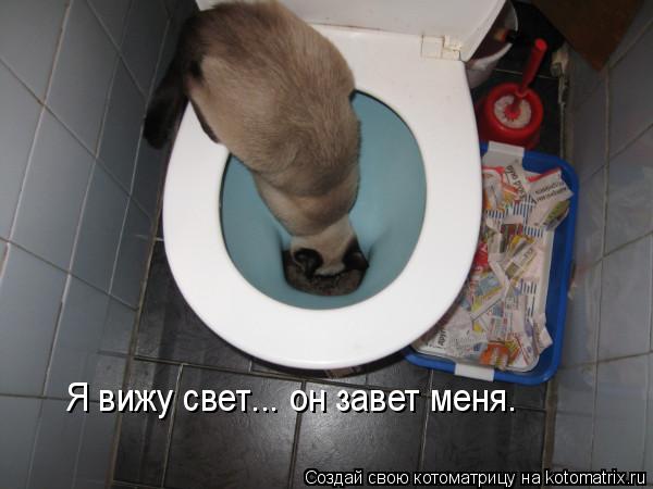 Котоматрица: Я вижу свет... он завет меня.