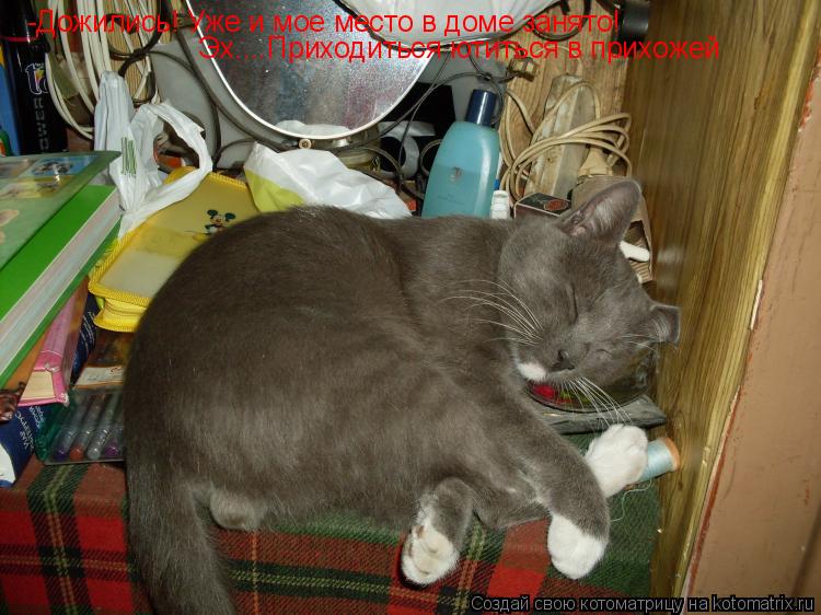 Котоматрица: -Дожились! Уже и мое место в доме занято!  Эх....Приходиться ютиться в прихожей