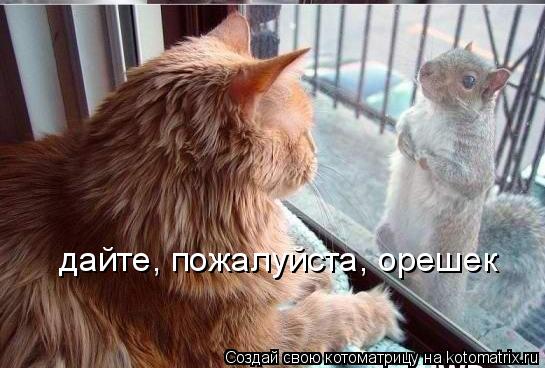 Котоматрица: дайте, пожалуйста, орешек