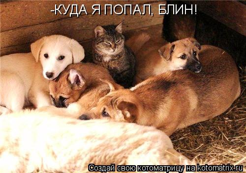Котоматрица: -КУДА Я ПОПАЛ, БЛИН!