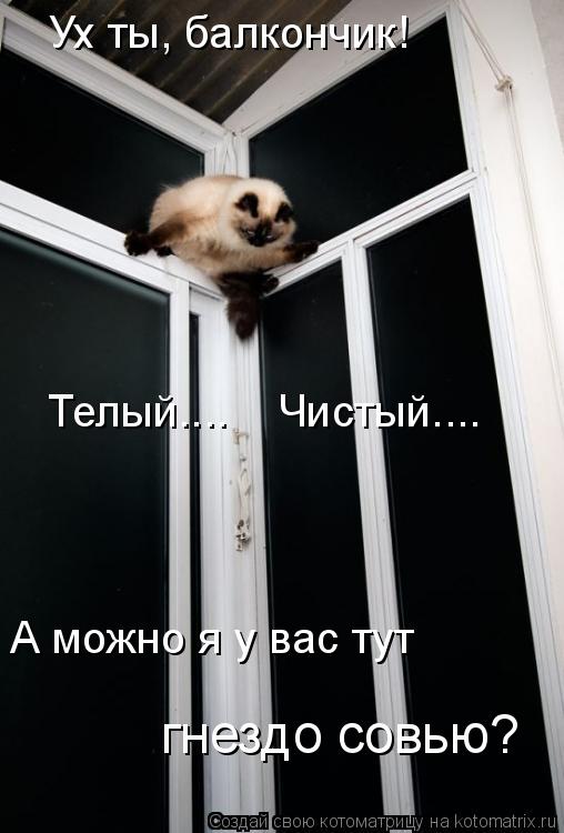 Ух ты, балкончик! А можно я у вас тут гнездо совью? Телый.... Чистый....... Котоматрица: Ух ты, балкончик! А можно я у вас тут гнездо совью? Телый.... Чистый....