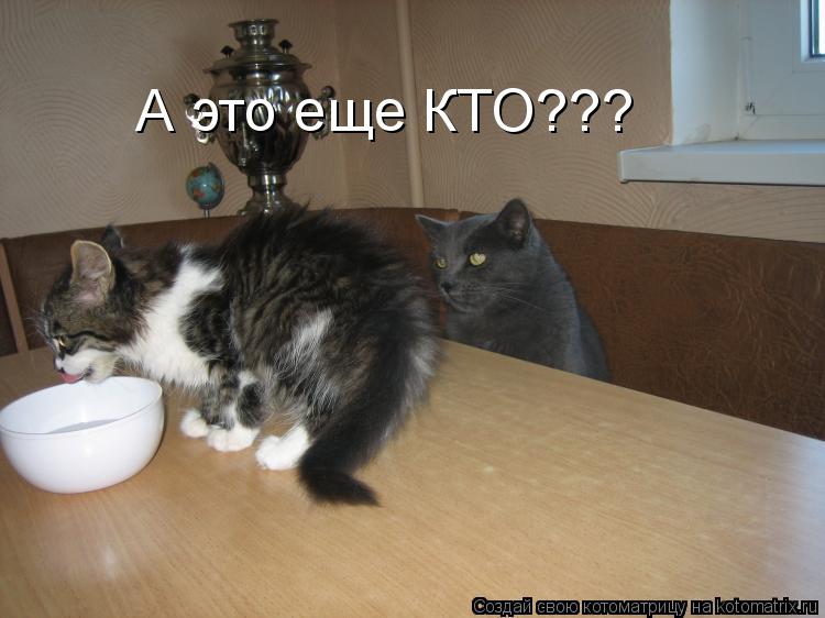 Котоматрица: А это еще КТО???