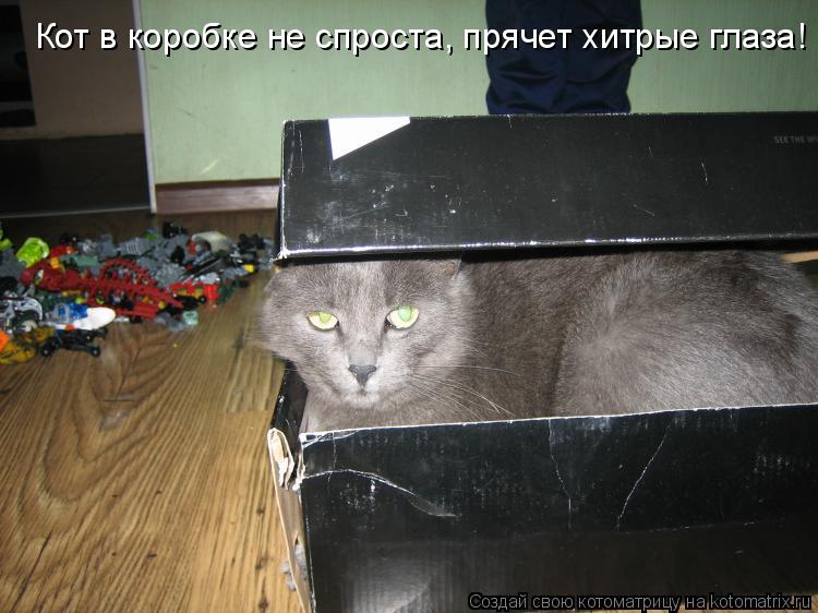 Котоматрица: Кот в коробке не спроста, прячет хитрые глаза!