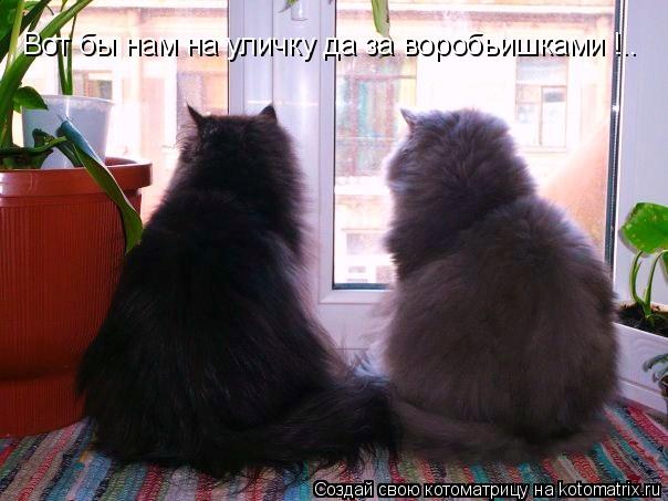 Котоматрица: Вот бы нам на уличку да за воробьишками !..