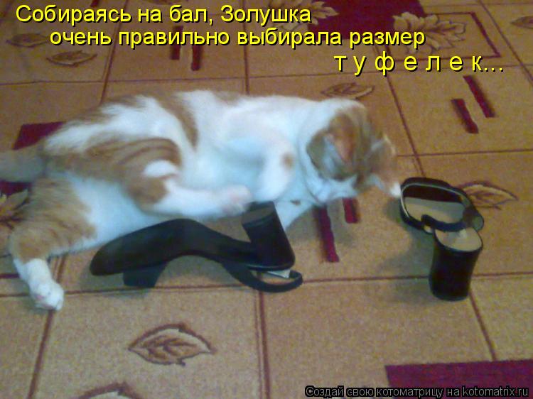 очень правильно выбирала размер т у ф е л е к... Собираясь на бал, Золушка... Котоматрица: очень правильно выбирала размер т у ф е л е к... Собираясь на бал, Золушка