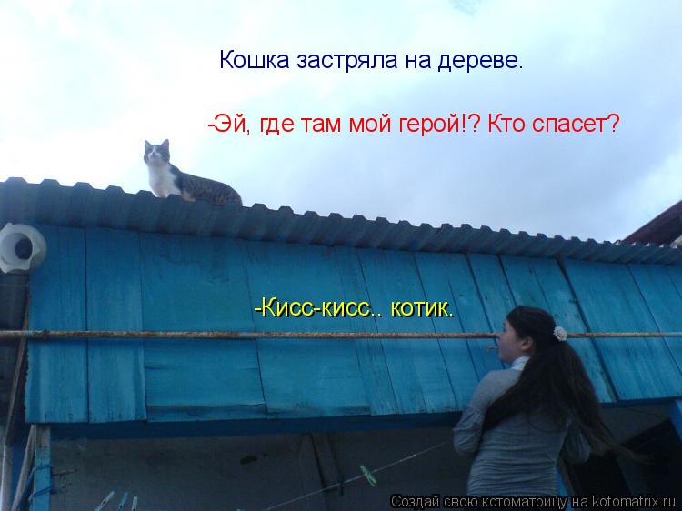 Кошка застряла на дереве. -Эй, где там мой герой!? Кто спасет? -Кисс-кисс.. котик.... Котоматрица: Кошка застряла на дереве. -Эй, где там мой герой!? Кто спасет? -Кисс-кисс.. котик.