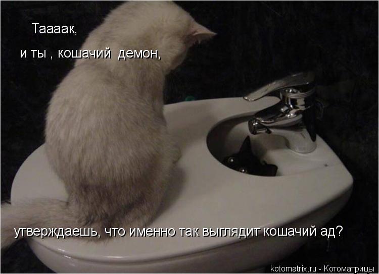 Котоматрица: Таааак,  и ты , кошачий  демон,  утверждаешь, что именно так выглядит кошачий ад?