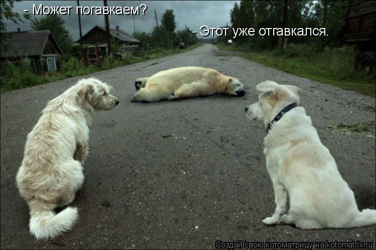 Котоматрица: - Может погавкаем? - Этот уже отгавкался.