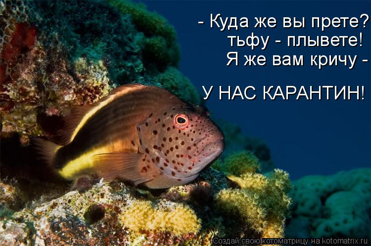 Котоматрица: - Куда же вы прете? тьфу - плывете! Я же вам кричу - У НАС КАРАНТИН! тьфу - плывете!  Я же вам кричу - У НАС КАРАНТИН! У НАС КАРАНТИН!