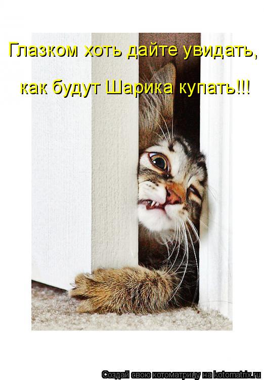 Глазком хоть дайте увидать, как будут Шарика купать!!!... Котоматрица: Глазком хоть дайте увидать, как будут Шарика купать!!!