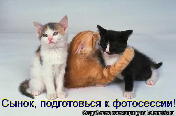 Котоматрица: Сынок, подготовься к фотосессии! Сынок, подготовься к фотосессии!