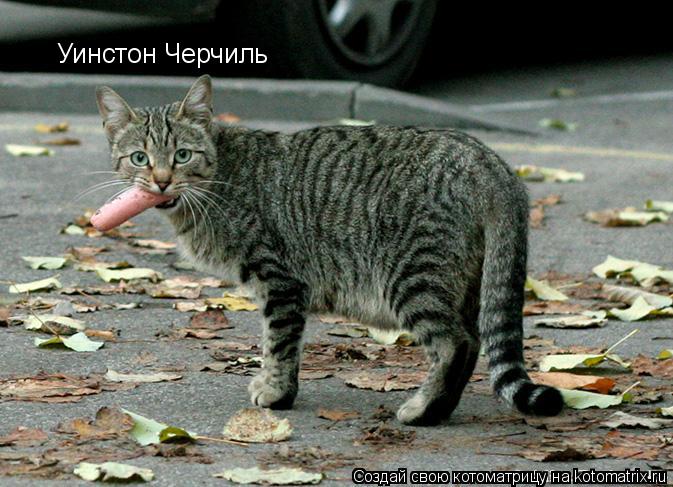 Котоматрица: Уинстон Черчиль