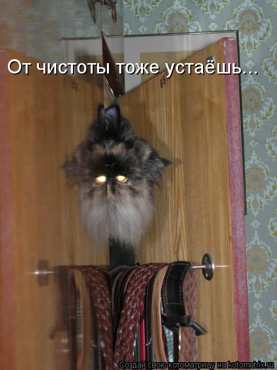 Котоматрица: От чистоты тоже устаёшь...