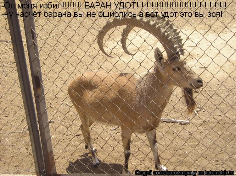 Котоматрица: -Он меня избил!!!!!!!! БАРАН УДОТ!!!!!!!!!!!!!!!!!!!!!!!!!!!!!!!!!!!! -ну насчёт барана вы не ошиблись а вот удот это вы зря!!