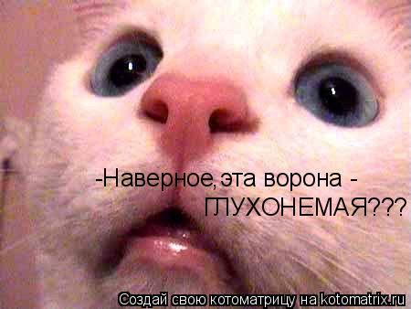 Котоматрица: -Наверное эта ворона - ГЛУХОНЕМАЯ??? ,