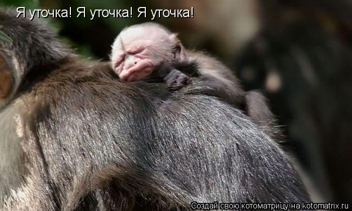 Котоматрица: Я уточка! Я уточка! Я уточка!
