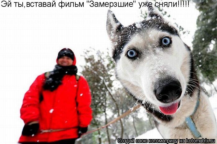 Котоматрица: Эй ты,вставай фильм "Замерзшие" уже сняли!!!!!