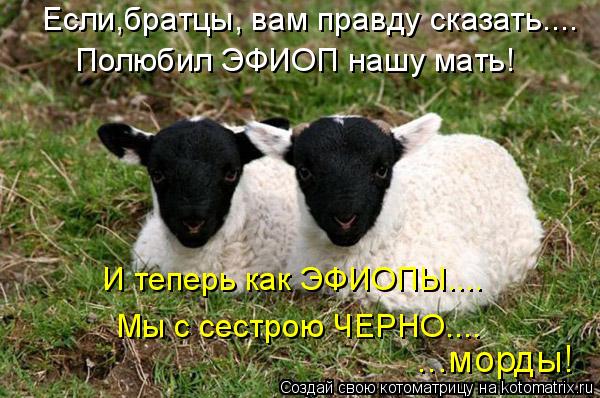 Если,братцы, вам правду сказать.... Полюбил ЭФИОП нашу мать! И теперь как ЭФИОПЫ.... Мы с сестрою ЧЕР... Котоматрица: Если,братцы, вам правду сказать.... Полюбил ЭФИОП нашу мать! И теперь как ЭФИОПЫ.... Мы с сестрою ЧЕРНО.... ...морды!