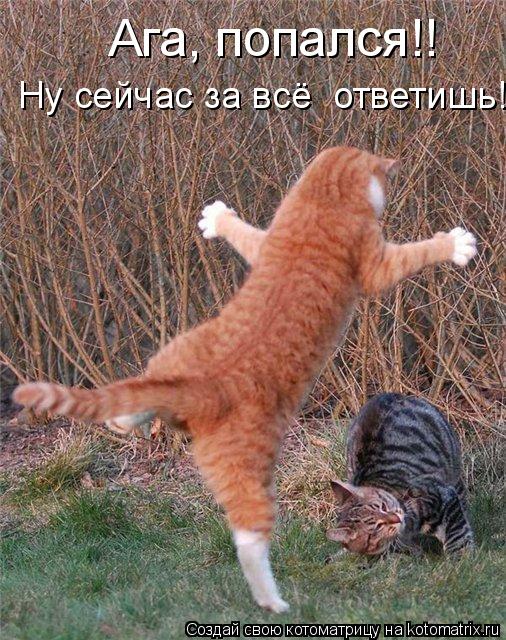 Котоматрица: Ага, попался!! Ну сейчас за всё  ответишь!