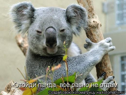 Котоматрица: -Отойди панда, всё равно не отдам