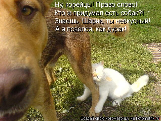 Котоматрица: Ну, корейцы! Право слово! Кто ж придумал есть собак?! Знаешь, Шарик, ты невкусный! А я повелся, как дурак!