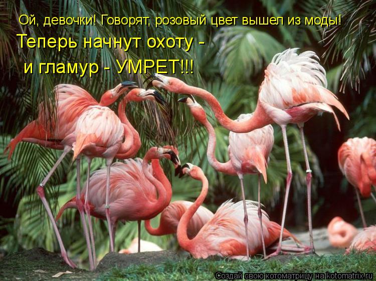 Котоматрица: Ой, девочки! Говорят, розовый цвет вышел из моды! Теперь начнут охоту -  и гламур - УМРЕТ!!!