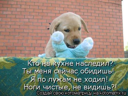 Ты меня сейчас обидишь! Кто на кухне наследил? Я по лужам не ходил! Ноги чистые, не видишь?!... Котоматрица: Ты меня сейчас обидишь! Кто на кухне наследил? Я по лужам не ходил! Ноги чистые, не видишь?!