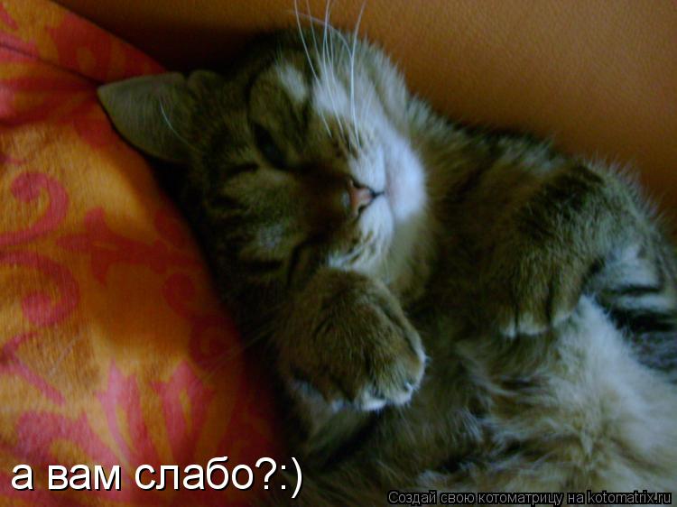 Котоматрица: а вам слабо?:)
