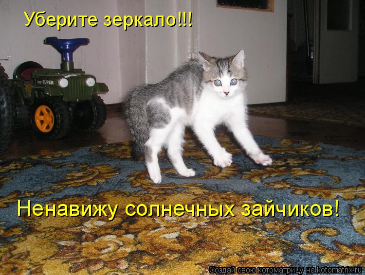 Котоматрица: Уберите зеркало!!! Ненавижу солнечных зайчиков!