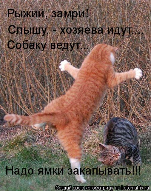 Котоматрица: Рыжий, замри! Слышу, - хозяева идут.... Собаку ведут... Надо ямки закапывать!!!