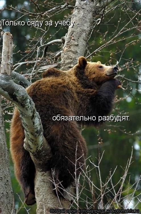 Котоматрица: Только сяду за учёбу -  обязательно разбудят.