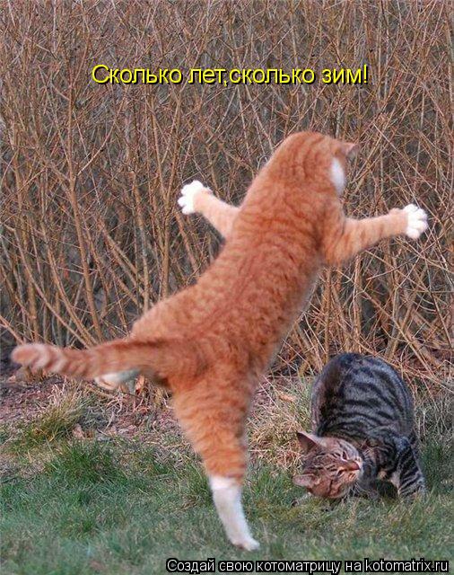 Котоматрица: Сколько лет,сколько зим!