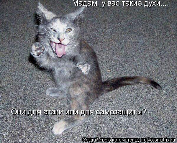 Котоматрица: Мадам, у вас такие духи.... Они для атаки или для самозащиты?