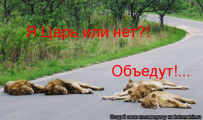 Я Царь или нет?! Объедут!...... Котоматрица: Я Царь или нет?! Объедут!...