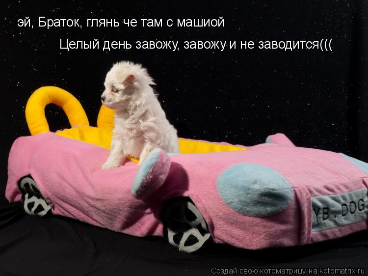 эй, Браток, глянь че там с машиой Целый день завожу, завожу и не заводится(((... Котоматрица: эй, Браток, глянь че там с машиой Целый день завожу, завожу и не заводится(((