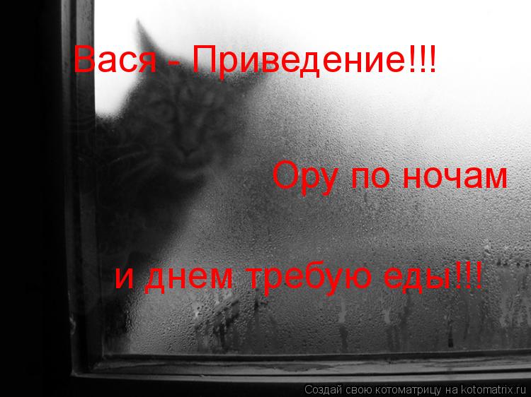 Котоматрица: Вася - Приведение!!! Ору по ночам  и днем требую еды!!!