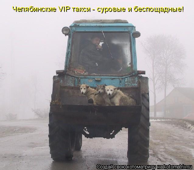 Котоматрица: Челябинские VIP такси - суровые и беспощадные!