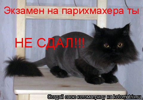 Экзамен на парихмахера ты НЕ СДАЛ!!!... Котоматрица: Экзамен на парихмахера ты НЕ СДАЛ!!!