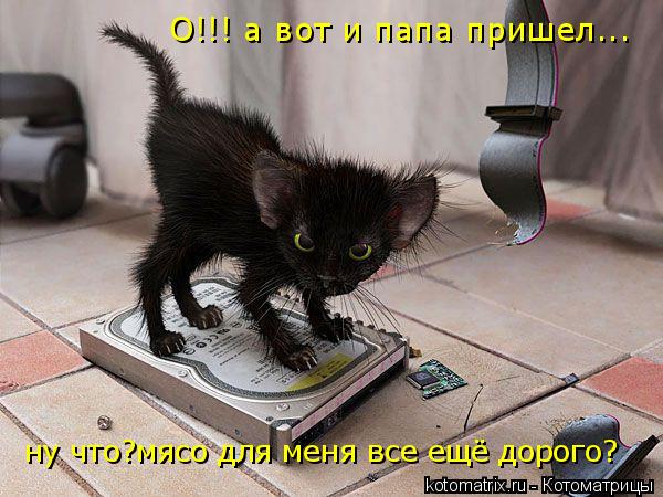Котоматрица: ну что?мясо для меня все ещё дорого? О!!! а вот и папа пришел...