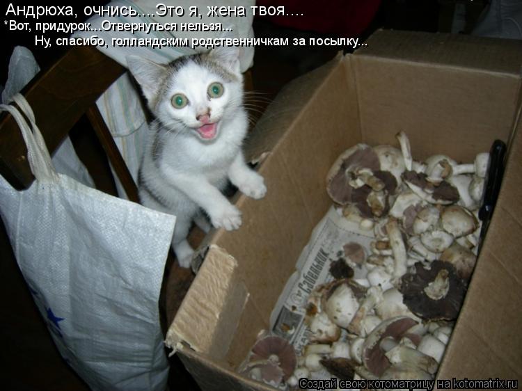 Котоматрица: Андрюха, очнись....Это я, жена твоя....  *Вот, придурок...Отвернуться нельзя... Ну, спасибо, голландским родственничкам за посылку...