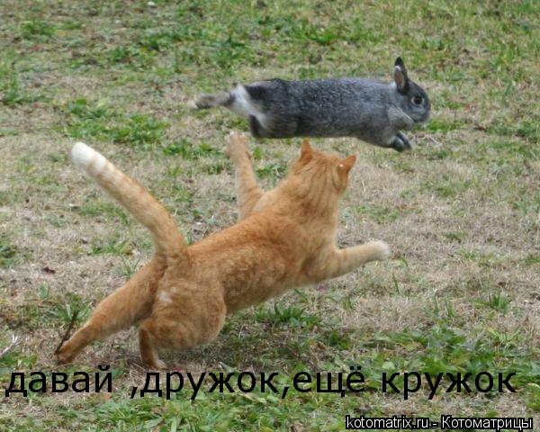 Котоматрица: давай ,дружок,ещё кружок