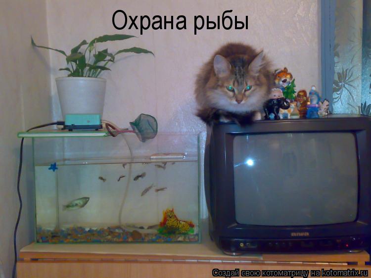 Охрана рыбы... Котоматрица: Охрана рыбы