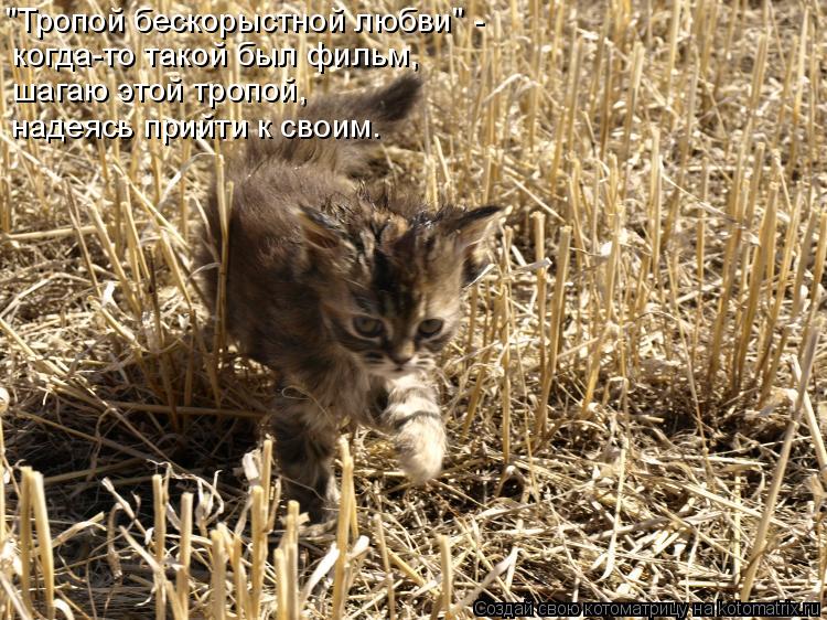 "Тропой бескорыстной любви" - когда-то такой был фильм, шагаю этой тропой, надеясь прийти к своим.... Котоматрица: "Тропой бескорыстной любви" - когда-то такой был фильм, шагаю этой тропой, надеясь прийти к своим.