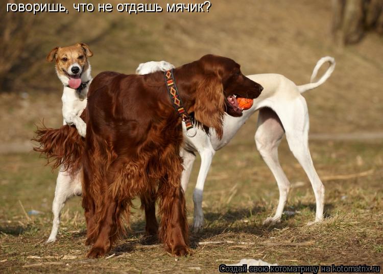 говоришь, что не отдашь мячик?... Котоматрица: говоришь, что не отдашь мячик?