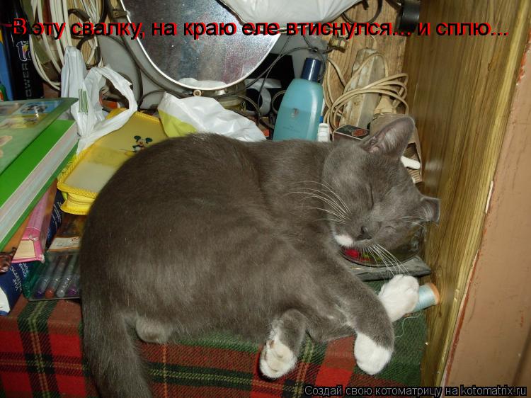 В эту свалку, на краю еле втиснулся... и сплю... В эту свалку, на краю еле втиснулся... и сплю...... Котоматрица: В эту свалку, на краю еле втиснулся... и сплю... В эту свалку, на краю еле втиснулся... и сплю...